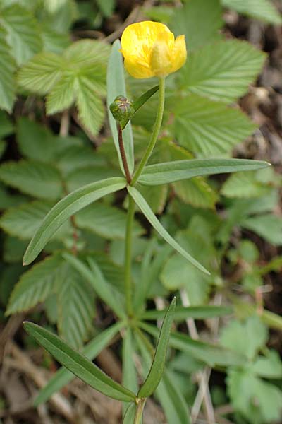 Ranunculus lommersdorfensis \ Lommersdorfer Gold-Hahnenfu, D Blankenheim-Lommersdorf 22.4.2017