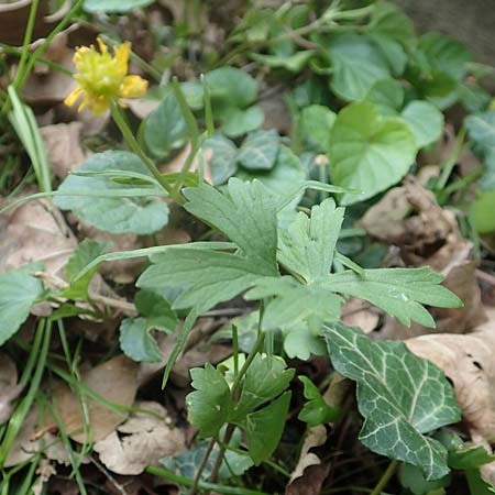 Ranunculus lyngsbergianus \ Lyngsberg-Gold-Hahnenfu / Lyngsberg Goldilocks, D Bonn 23.4.2017
