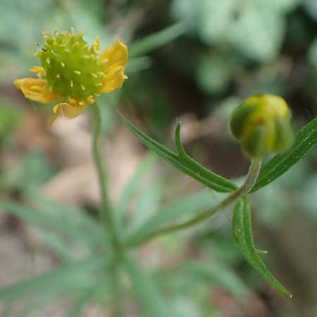 Ranunculus lyngsbergianus \ Lyngsberg-Gold-Hahnenfu / Lyngsberg Goldilocks, D Bonn 23.4.2017