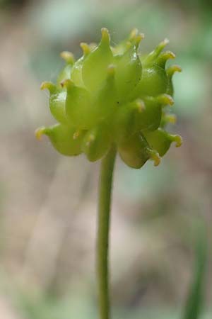 Ranunculus lyngsbergianus \ Lyngsberg-Gold-Hahnenfu / Lyngsberg Goldilocks, D Bonn 23.4.2017