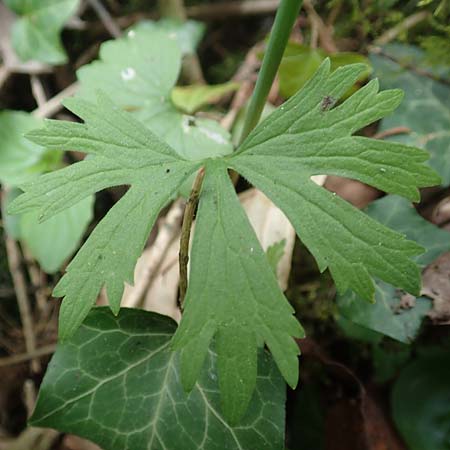 Ranunculus lyngsbergianus \ Lyngsberg-Gold-Hahnenfu / Lyngsberg Goldilocks, D Bonn 23.4.2017