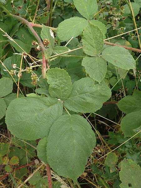 Rubus leucophaeus \ Weigraue Haselblatt-Brombeere / White-Grey Bramble, D Odenwald, Fürth 5.7.2018