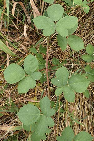 Rubus leucophaeus \ Weigraue Haselblatt-Brombeere / White-Grey Bramble, D Odenwald, Fürth 5.7.2018