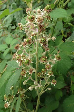 Rubus limitis \ Limes-Haselblatt-Brombeere / Limes Bramble, D Odenwald, Fürth 5.7.2018