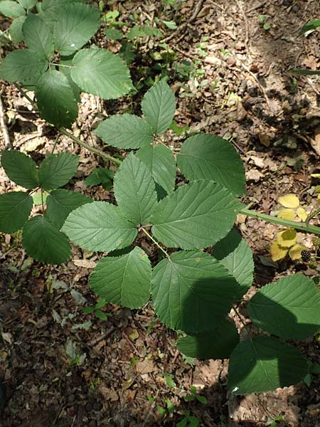 Rubus winteri / Winter's Bramble, D Herne 27.7.2019