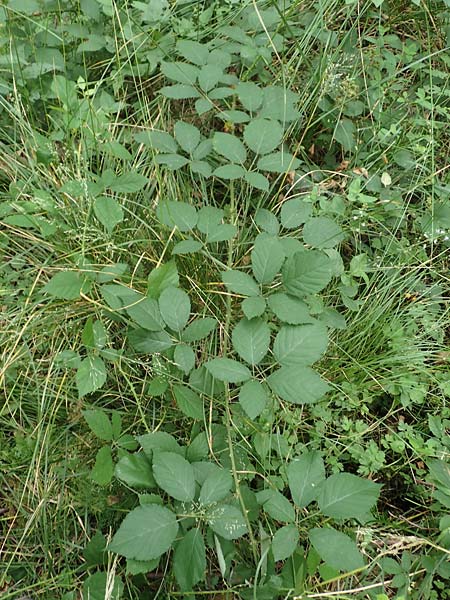 Rubus leptothyrsos \ Dnnrispige Brombeere, D Kaufungen 28.7.2019