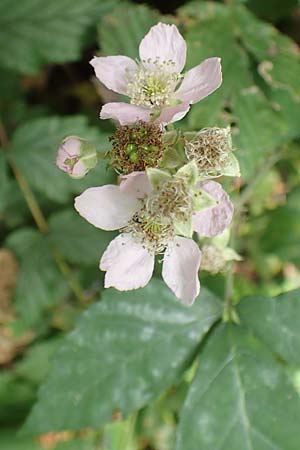 Rubus leptothyrsos \ Dnnrispige Brombeere, D Kaufungen 28.7.2019