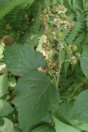 Rubus leptothyrsos \ Dünnrispige Brombeere / Thin-Panicle Bramble, D Kaufungen 28.7.2019