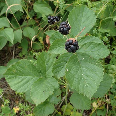 Rubus leuciscanus \ Pltzensee-Brombeere, D Meinhard-Motzenrode 28.7.2019