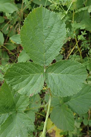 Rubus leuciscanus \ Pltzensee-Brombeere / Pltzensee Bramble, D Meinhard-Motzenrode 28.7.2019