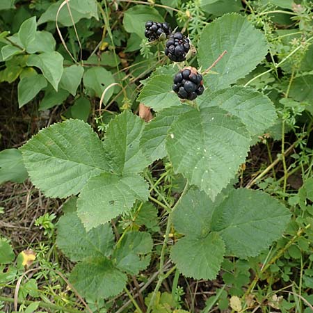 Rubus leuciscanus \ Pltzensee-Brombeere / Pltzensee Bramble, D Meinhard-Motzenrode 28.7.2019