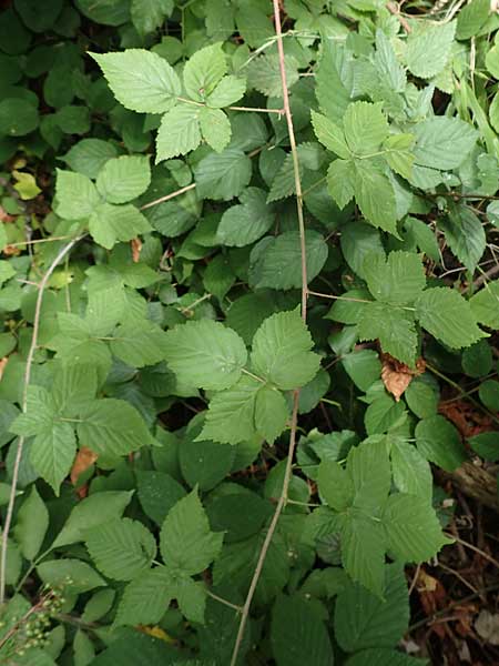 Rubus lictorum \ Liktoren-Haselblatt-Brombeere / Lictors' Bramble, D Sternenfels 24.7.2020