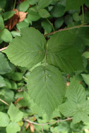 Rubus lictorum \ Liktoren-Haselblatt-Brombeere / Lictors' Bramble, D Sternenfels 24.7.2020