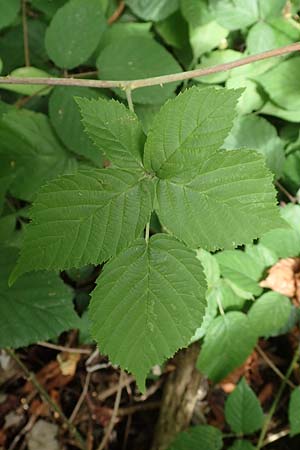 Rubus lictorum \ Liktoren-Haselblatt-Brombeere / Lictors' Bramble, D Sternenfels 24.7.2020