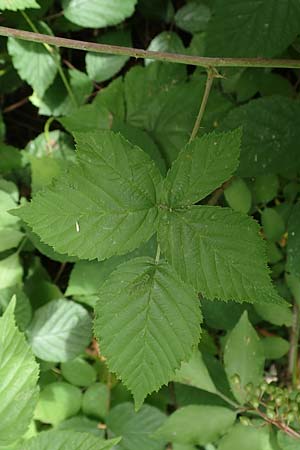 Rubus lictorum \ Liktoren-Haselblatt-Brombeere / Lictors' Bramble, D Sternenfels 24.7.2020
