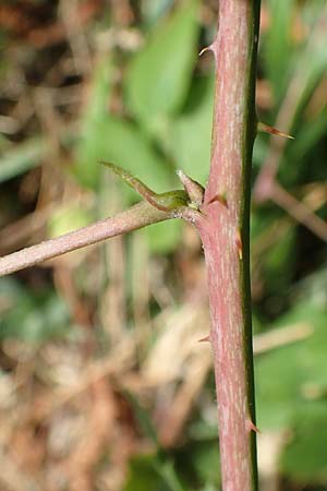 Rubus lictorum \ Liktoren-Haselblatt-Brombeere / Lictors' Bramble, D Sternenfels 24.7.2020