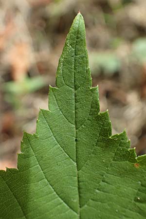 Rubus lictorum / Lictors' Bramble, D Sternenfels 24.7.2020