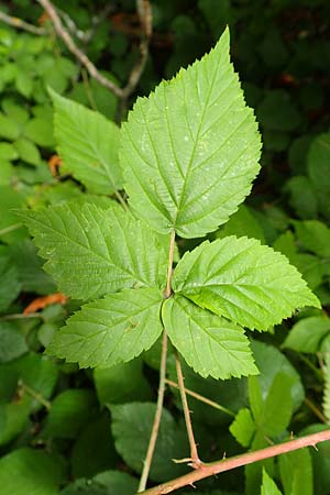 Rubus lictorum \ Liktoren-Haselblatt-Brombeere / Lictors' Bramble, D Sternenfels 24.7.2020