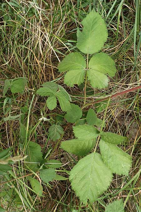 Rubus remotifolius \ Entferntblttrige Haselblatt-Brombeere / Remote-Leaved Bramble, D Sachsenheim-Häfnerhaslach 24.7.2020