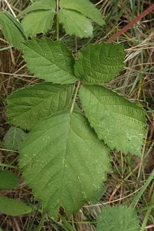 Rubus remotifolius \ Entferntblttrige Haselblatt-Brombeere / Remote-Leaved Bramble, D Sachsenheim-Häfnerhaslach 24.7.2020