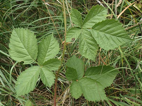 Rubus remotifolius \ Entferntblttrige Haselblatt-Brombeere / Remote-Leaved Bramble, D Sachsenheim-Häfnerhaslach 24.7.2020