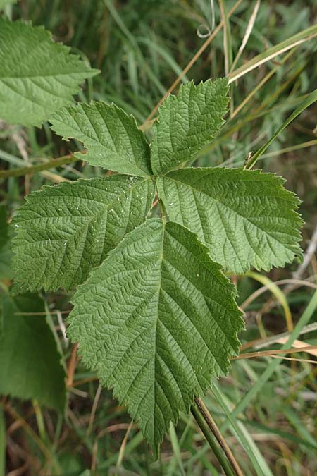 Rubus remotifolius \ Entferntblttrige Haselblatt-Brombeere / Remote-Leaved Bramble, D Sachsenheim-Häfnerhaslach 24.7.2020