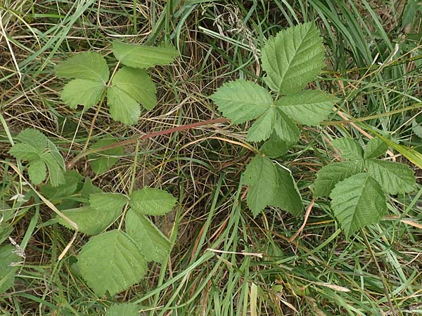 Rubus remotifolius \ Entferntblttrige Haselblatt-Brombeere / Remote-Leaved Bramble, D Sachsenheim-Häfnerhaslach 24.7.2020