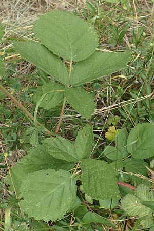 Rubus remotifolius \ Entferntblttrige Haselblatt-Brombeere / Remote-Leaved Bramble, D Sachsenheim-Häfnerhaslach 24.7.2020