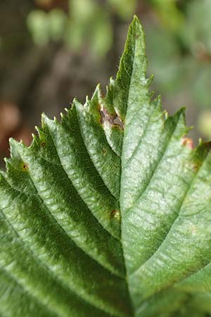 Rubus lindleyanus \ Lindleys Brombeere / Lindley's Bramble, D Herne 28.7.2020