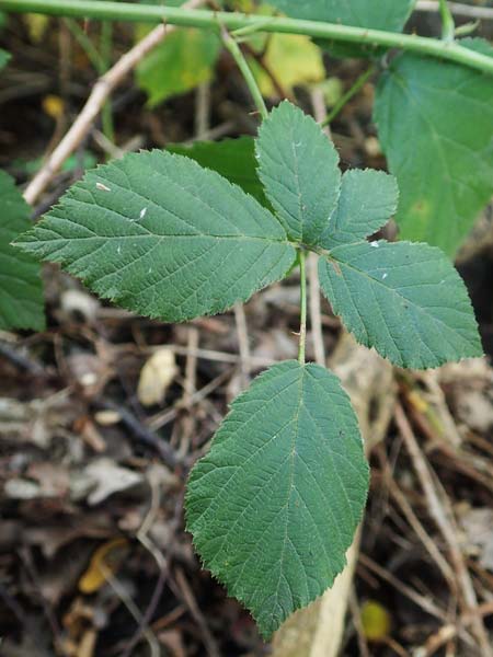 Rubus loosii \ Hellweg-Haselblatt-Brombeere / Loos' Bramble, D Bergkamen 28.7.2020