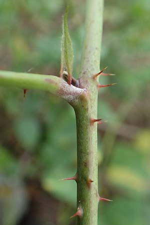 Rubus loosii \ Hellweg-Haselblatt-Brombeere / Loos' Bramble, D Bergkamen 28.7.2020