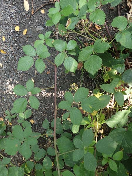 Rubus loosii \ Hellweg-Haselblatt-Brombeere / Loos' Bramble, D Bergkamen 28.7.2020