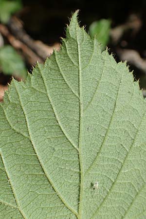 Rubus lividus \ Bleigraue Brombeere / Grey Bramble, D Ehrenberg-Seiferts 30.7.2020