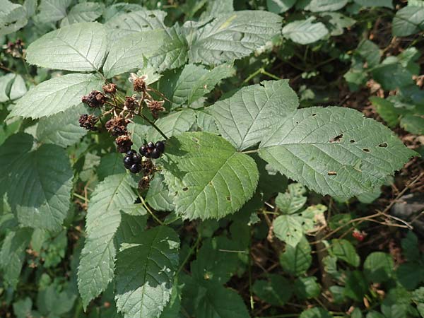 Rubus limitis \ Limes-Haselblatt-Brombeere / Limes Bramble, D Odenwald, Fürth 27.8.2020