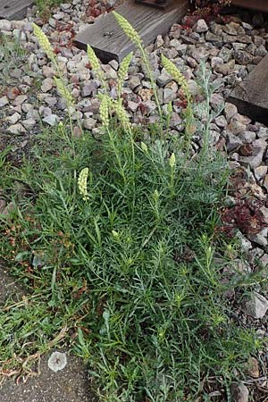 Reseda lutea \ Wilde Resede / Wild Mignonette, D Mannheim 22.5.2021