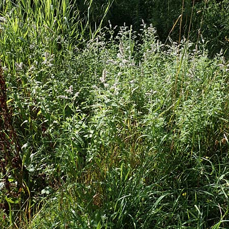 Mentha longifolia \ Ross-Minze, D Beuron 26.7.2015