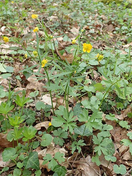 Ranunculus meckelensis \ Meckeler Gold-Hahnenfu, D Meckel 22.4.2017