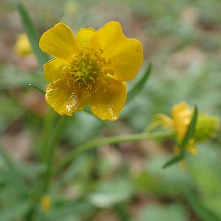 Ranunculus meckelensis \ Meckeler Gold-Hahnenfu, D Meckel 22.4.2017