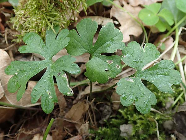 Ranunculus meckelensis \ Meckeler Gold-Hahnenfu / Meckel Goldilocks, D Meckel 22.4.2017