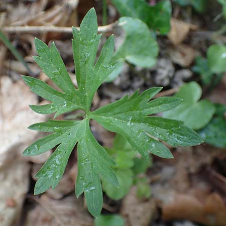 Ranunculus meckelensis \ Meckeler Gold-Hahnenfu, D Meckel 22.4.2017