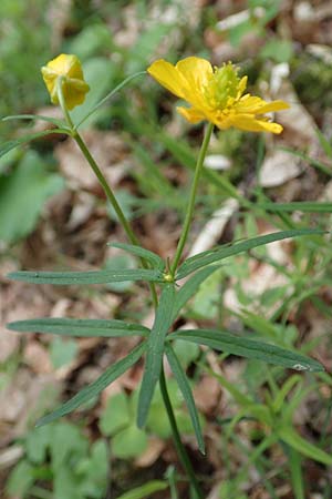 Ranunculus meckelensis \ Meckeler Gold-Hahnenfu, D Meckel 22.4.2017