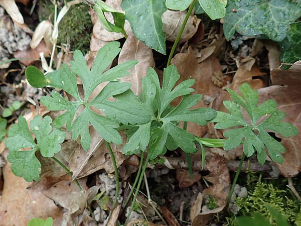 Ranunculus meckelensis \ Meckeler Gold-Hahnenfu / Meckel Goldilocks, D Meckel 22.4.2017