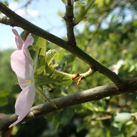 Rosa micrantha \ Kleinbltige Rose, D Neckartenzlingen 17.6.2017