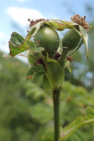 Rosa micrantha \ Kleinbltige Rose, D Neckartenzlingen 17.6.2017