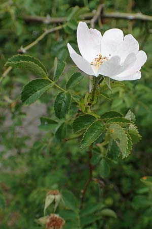 Rosa micrantha \ Kleinbltige Rose / Small-Flowered Sweet Briar, D Botan. Gar.  Universit.  Tübingen 17.6.2017