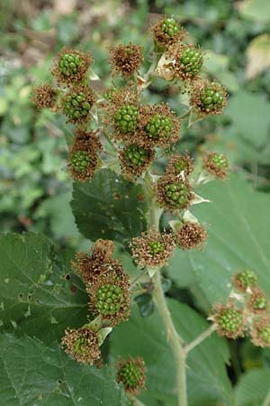 Rubus macrophyllus \ Breitblttige Brombeere, D Odenwald, Fürth 5.7.2018