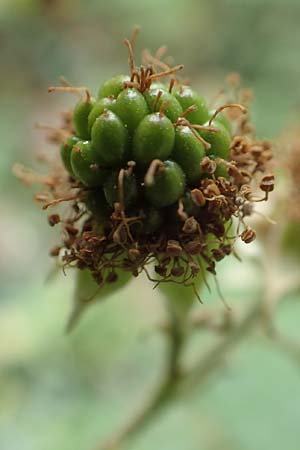 Rubus macrophyllus \ Breitblttige Brombeere / Large Leaved Bramble, D Odenwald, Fürth 5.7.2018