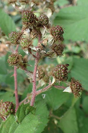 Rubus macrophyllus \ Breitblttige Brombeere, D Odenwald, Fürth 5.7.2018