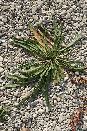 Rumex maritimus \ Ufer-Ampfer / Golden Dock, D Biblis 20.10.2018