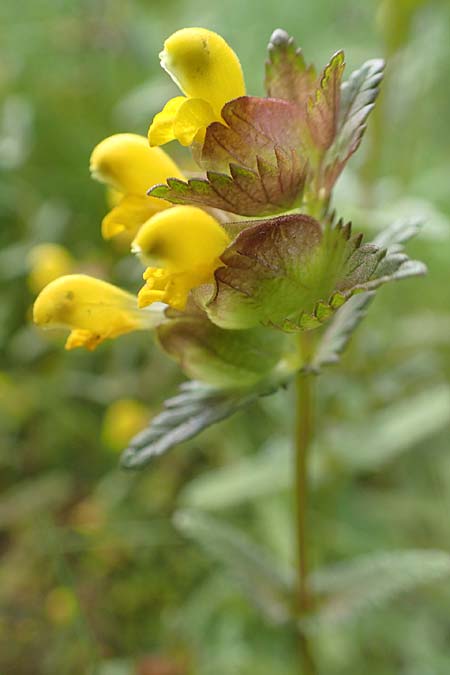 Rhinanthus minor \ Kleiner Klappertopf, D Raubach 1.6.2019